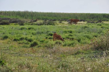 Doğal ortamda güzel Hayvan İnek