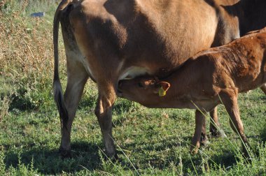 Doğal ortamda güzel Hayvan İnek