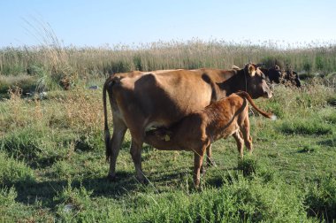 Doğal ortamda güzel Hayvan İnek