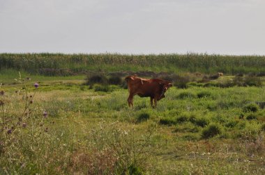 Doğal ortamda güzel Hayvan İnek
