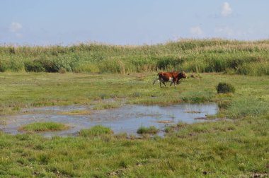 Doğal ortamda güzel Hayvan İnek