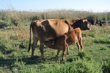 Doğal ortamda güzel Hayvan İnek