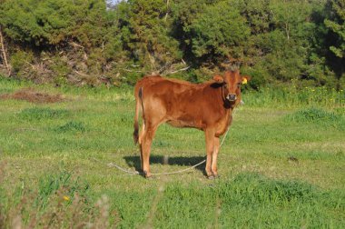 Doğal ortamda güzel Hayvan İnek