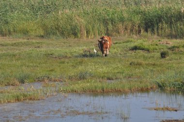 Doğal ortamda güzel Hayvan İnek