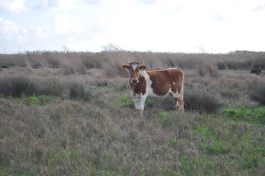 Doğal ortamda güzel Hayvan İnek
