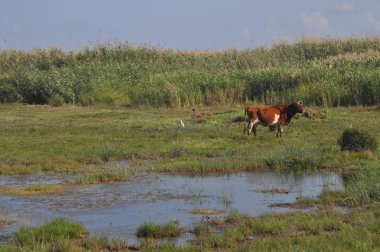 Doğal ortamda güzel Hayvan İnek