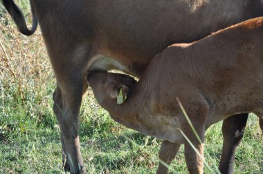 Doğal ortamda güzel Hayvan İnek