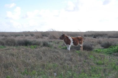 Doğal ortamda güzel Hayvan İnek