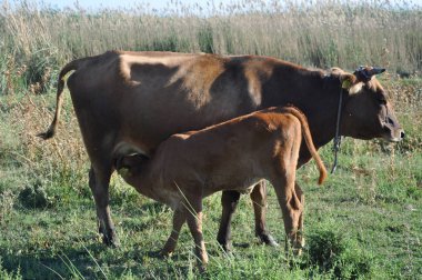 Doğal ortamda güzel Hayvan İnek