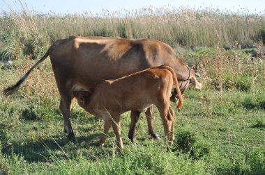 Doğal ortamda güzel Hayvan İnek