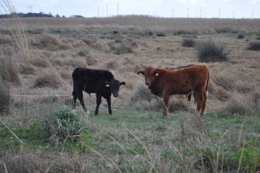 Doğal ortamda güzel Hayvan İnek