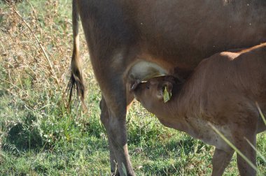 Doğal ortamda güzel Hayvan İnek