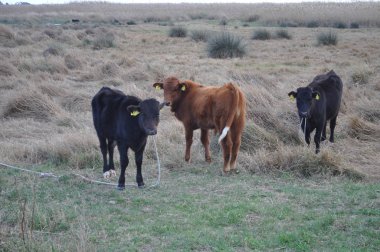 Doğal ortamda güzel Hayvan İnek