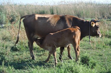 Doğal ortamda güzel Hayvan İnek