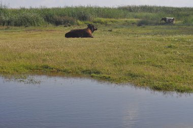 Doğal ortamda güzel Hayvan İnek