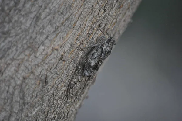 Prachtige Insect Cicada Natuurlijke Omgeving — Stockfoto