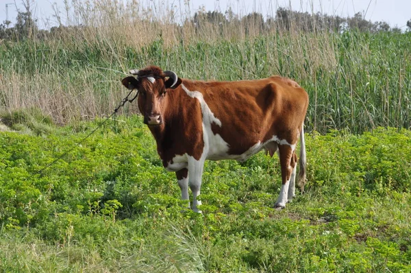 Doğal ortamda güzel Hayvan İnek