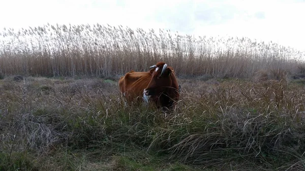 Doğal ortamda güzel Hayvan İnek