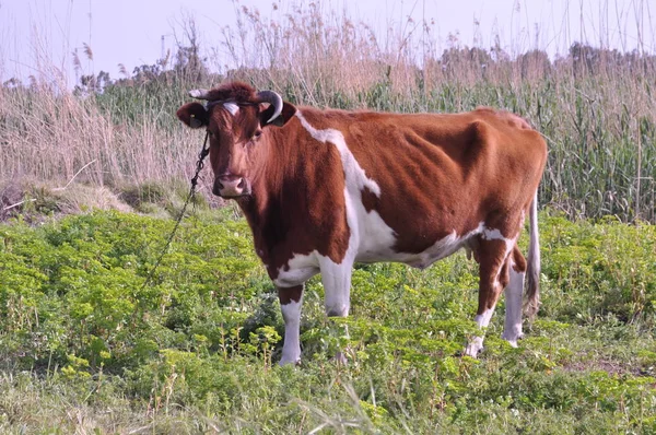 Doğal ortamda güzel Hayvan İnek