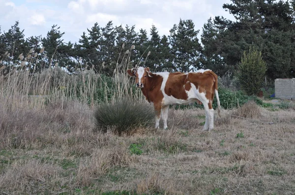 Doğal ortamda güzel Hayvan İnek
