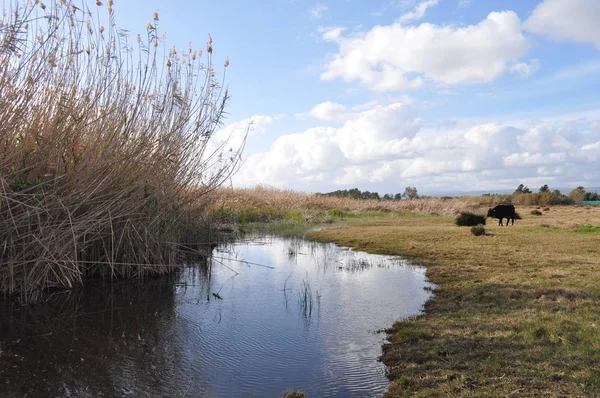Doğal ortamda güzel Hayvan İnek