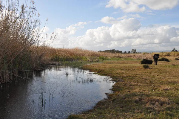 Doğal ortamda güzel Hayvan İnek