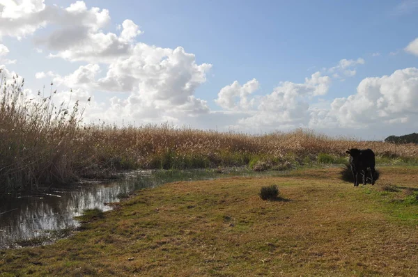 Doğal ortamda güzel Hayvan İnek