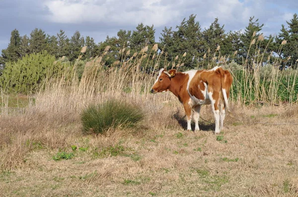 Doğal ortamda güzel Hayvan İnek