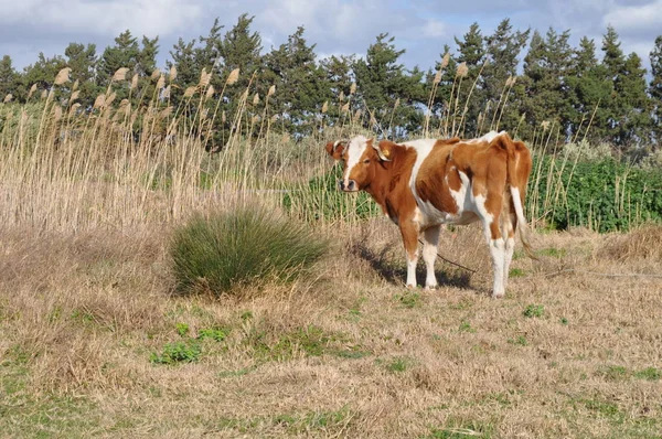 Doğal ortamda güzel Hayvan İnek