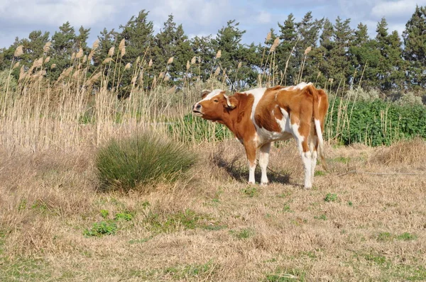 Doğal ortamda güzel Hayvan İnek