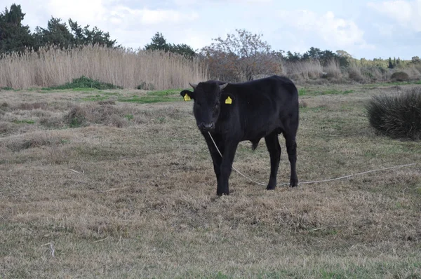 Doğal ortamda güzel Hayvan İnek