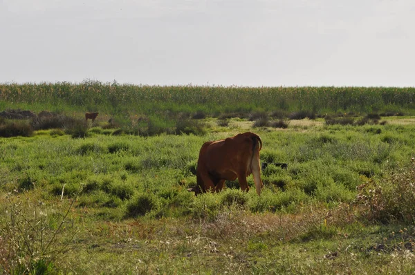 Doğal ortamda güzel Hayvan İnek
