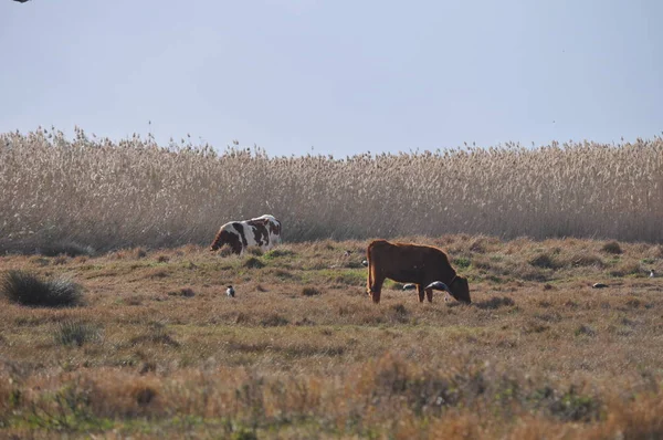 Doğal ortamda güzel Hayvan İnek