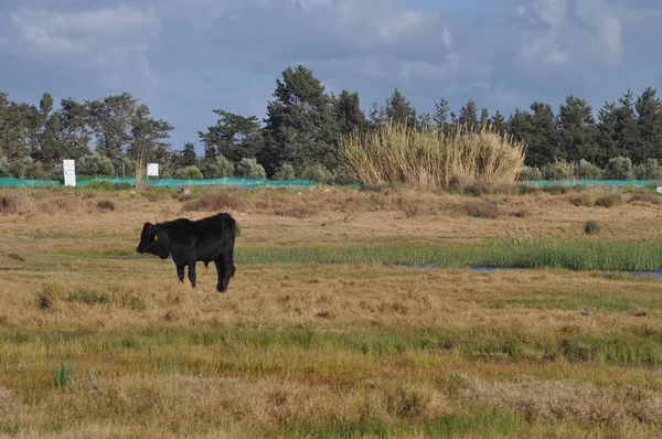 Doğal ortamda güzel Hayvan İnek
