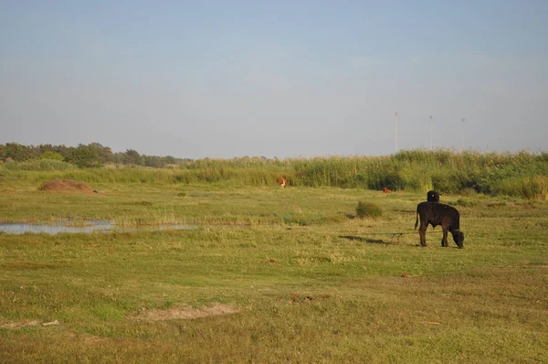 Doğal ortamda güzel Hayvan İnek