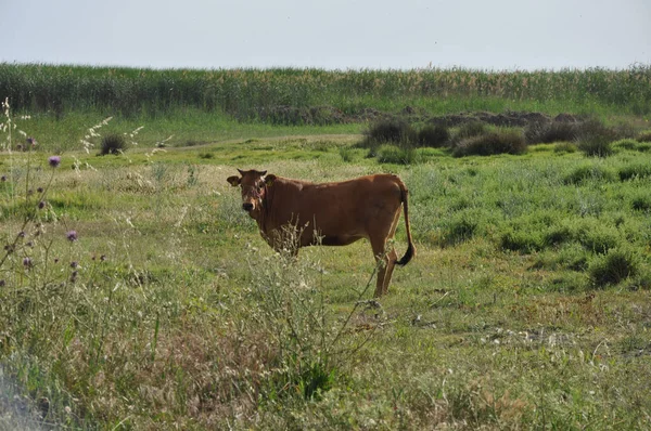 Doğal ortamda güzel Hayvan İnek