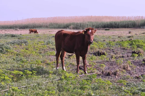 Bela Vaca Animal Ambiente Natural — Fotografia de Stock