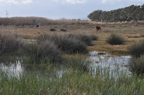 Doğal ortamda güzel Hayvan İnek