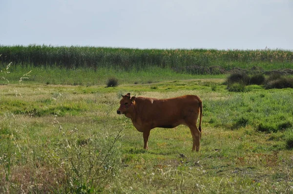 自然環境の中で美しい動物の牛 — ストック写真