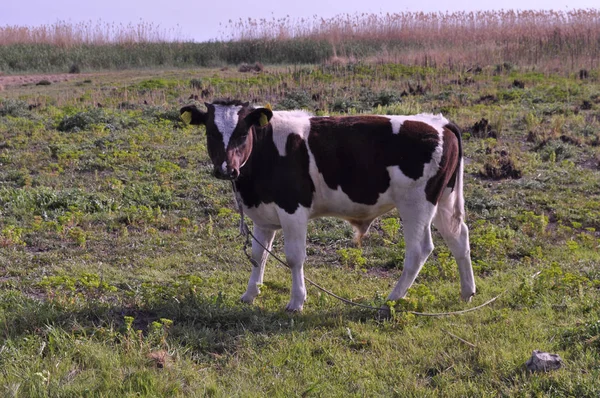 Bella Mucca Animale Nell Ambiente Naturale — Foto Stock