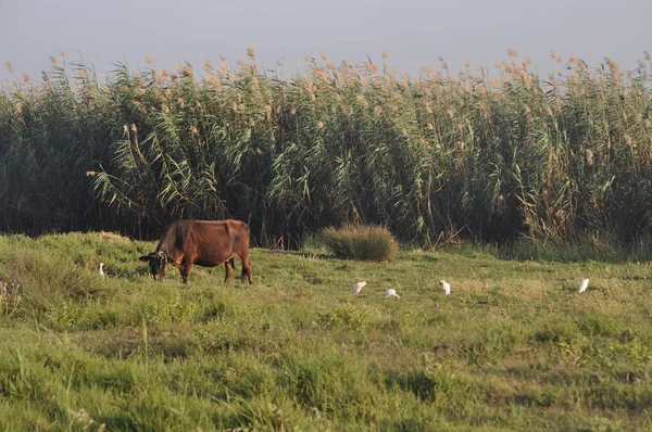 Doğal ortamda güzel Hayvan İnek
