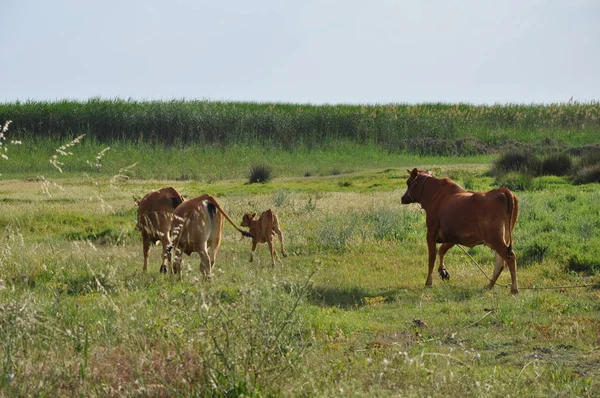 Doğal ortamda güzel Hayvan İnek