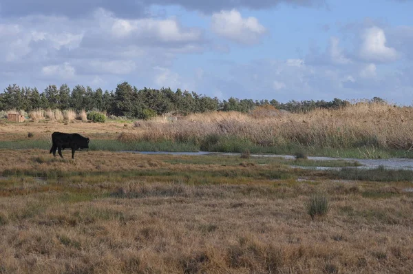 Doğal ortamda güzel Hayvan İnek