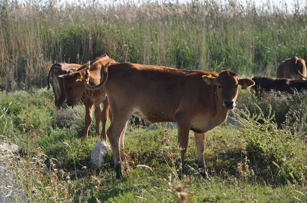 Gyönyörű Állat Tehén Természeti Környezet — Stock Fotó