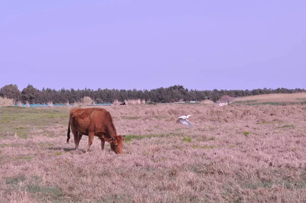 Красивая Анимальная Корова Естественной Среде — стоковое фото