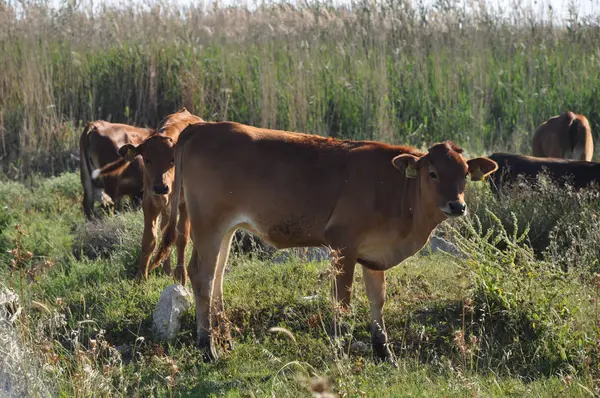 Frumoasa Vacă Animale Mediul Natural — Fotografie, imagine de stoc