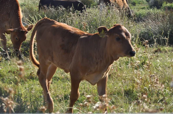 Frumoasa Vacă Animale Mediul Natural — Fotografie, imagine de stoc