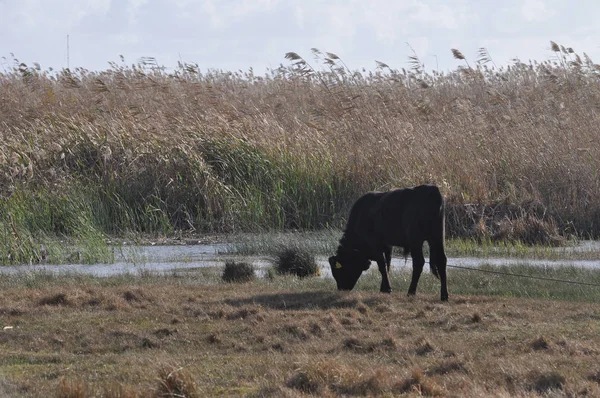 Doğal ortamda güzel Hayvan İnek