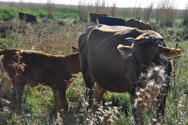 Doğal ortamda güzel Hayvan İnek