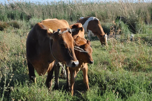 Doğal ortamda güzel Hayvan İnek